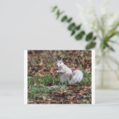 Weißes Eichhörnchen von Brevard Postkarte (Stehend Vorderseite)