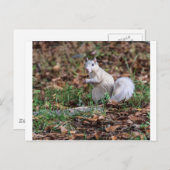 Weißes Eichhörnchen von Brevard Postkarte (Vorne/Hinten)