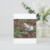 Weißes Eichhörnchen von Brevard Postkarte (Stehend Vorderseite)