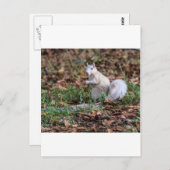 Weißes Eichhörnchen von Brevard Postkarte (Vorne/Hinten)