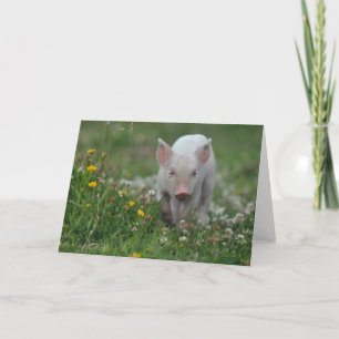 Weißes Ferkel im Bereich der Blume Karte