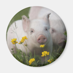 Weißes Ferkel umgeben durch gelbe Blumen Magnet