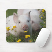 Weißes Ferkel umgeben durch gelbe Blumen Mousepad (Mit Mouse)