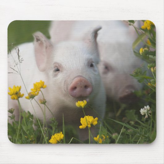 Weißes Ferkel umgeben durch gelbe Blumen Mousepad (Vorne)