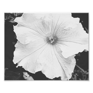 Weißes Foto 10x8