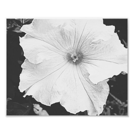 Weißes Foto 10x8 (Vorne)