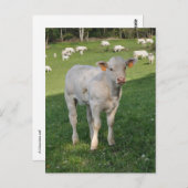 Weißes Foto Postkarte (Vorne/Hinten)