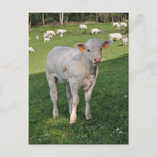 Weißes Foto Postkarte (Vorderseite)