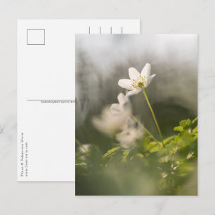 Weißes Foto Postkarte