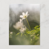 Weißes Foto Postkarte (Vorderseite)