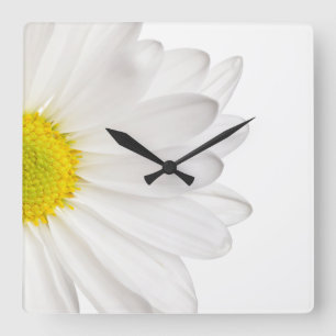 Weißes Gänseblümchen-Blumen-Hintergrund Quadratische Wanduhr