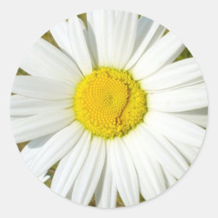 Weißes Gänseblümchen Runder Aufkleber