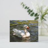 Weißes Gänseschwimmen im Wasser Feiertagspostkarte (Stehend Vorderseite)