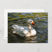 Weißes Gänseschwimmen im Wasser Feiertagspostkarte (Vorne/Hinten)