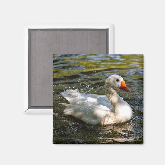 Weißes Gänseschwimmen im Wasser Magnet (Vorderseite/Rückseite)