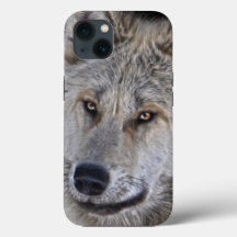 Weißes Gesicht des Arktischen Wolfes - Wildnisport