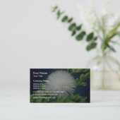 weißes Haele lehua (Calliandra inaequilatera) Visitenkarte (Stehend Vorderseite)