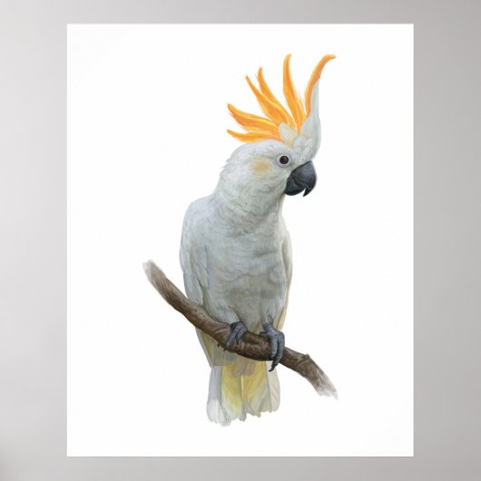 Weißes handgezeichnetes Cockatoposter Poster (Vorne)