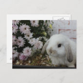 Weißes Häschen, Kaninchen mit Blumen Osterhase Postkarte (Vorne/Hinten)