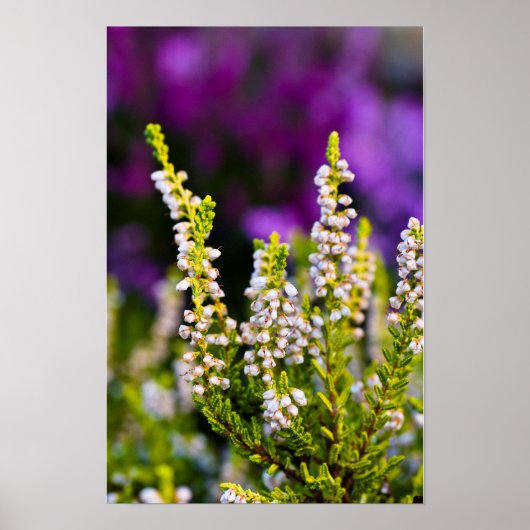 Weißes Heidekraut-Blumenposter Poster (Vorne)