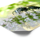 Weißes Hornet-Portrait-Großdruck Poster (Ecke)