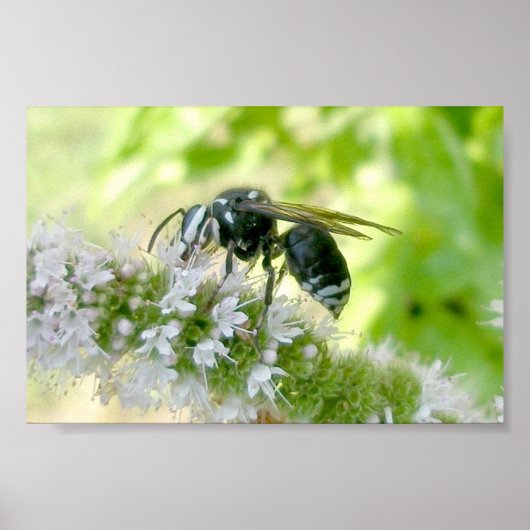 Weißes Hornet-Portrait-Großdruck Poster (Vorne)