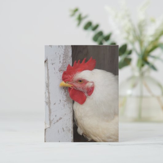 Weißes Huhn-Spähen Postkarte (Stehend Vorderseite)