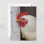 Weißes Huhn-Spähen Postkarte (Vorne/Hinten)