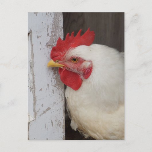 Weißes Huhn-Spähen Postkarte (Vorderseite)