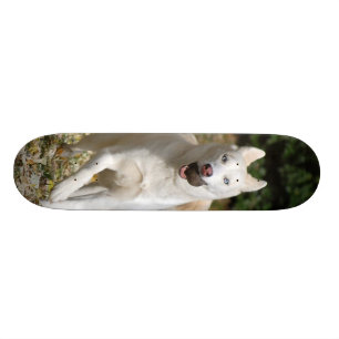 Weißes Husky-Skateboard Skateboard