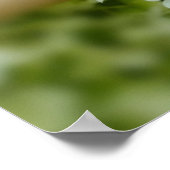 Weißes Hydrangea Poster (Ecke)