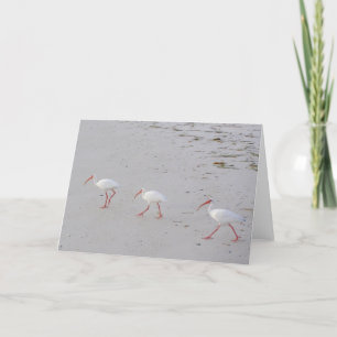 Weißes IBIS auf Strand-Gruß-Karte Karte