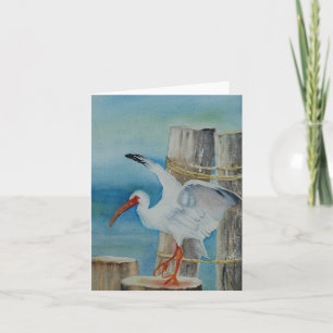 Weißes IBIS durch Peggy Allen Karte