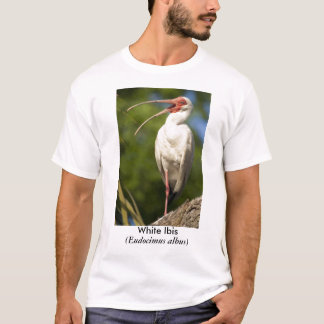 Weißes IBIS, (Eudocimus… T-Shirt