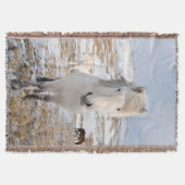 Weißes Isländisches Pferd, Island Decke (Vorderseite)