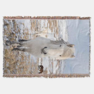 Weißes Isländisches Pferd, Island Decke