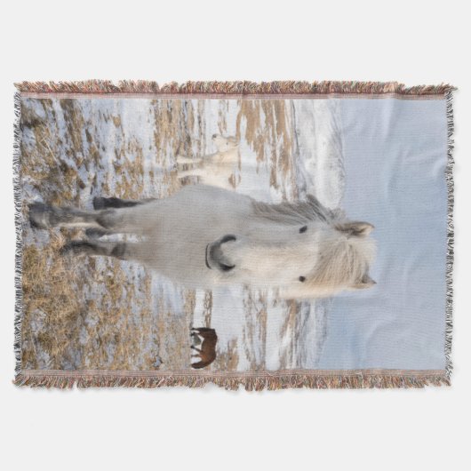 Weißes Isländisches Pferd, Island Decke (Vorderseite)