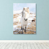 Weißes Isländisches Pferd, Island Leinwanddruck (Insitu (Holzboden))