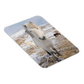 Weißes Isländisches Pferd, Island Magnet (Rechte Seite)