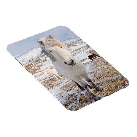 Weißes Isländisches Pferd, Island Magnet (Rechte Seite)