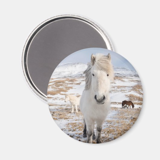 Weißes Isländisches Pferd, Island Magnet (Vorderseite/Rückseite)