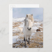 Weißes Isländisches Pferd, Island Postkarte (Vorne/Hinten)
