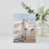 Weißes Isländisches Pferd, Island Postkarte (Stehend Vorderseite)