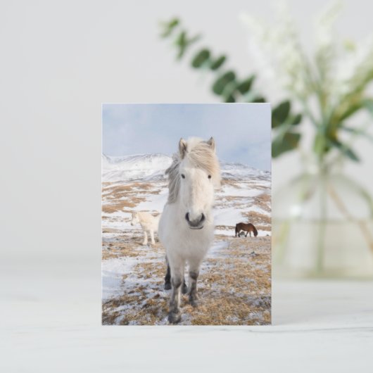 Weißes Isländisches Pferd, Island Postkarte (Stehend Vorderseite)