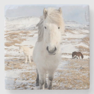 Weißes Isländisches Pferd, Island Steinuntersetzer