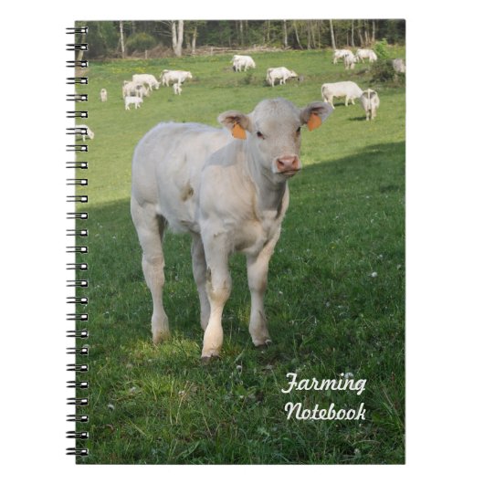 Weißes Kalb, das Notizbuch bewirtschaftet Notizblock (Vorderseite)