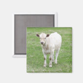 Weißes Kalb Square Magnet (Vorderseite/Rückseite)
