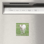 Weißes Kalb Square Magnet (In Situ (Geschirrspüler))