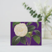Weißes Kamelien, 1833 Postkarte (Stehend Vorderseite)