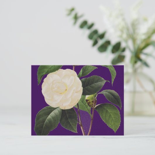 Weißes Kamelien, 1833 Postkarte (Stehend Vorderseite)